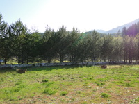 Some Field Spots.